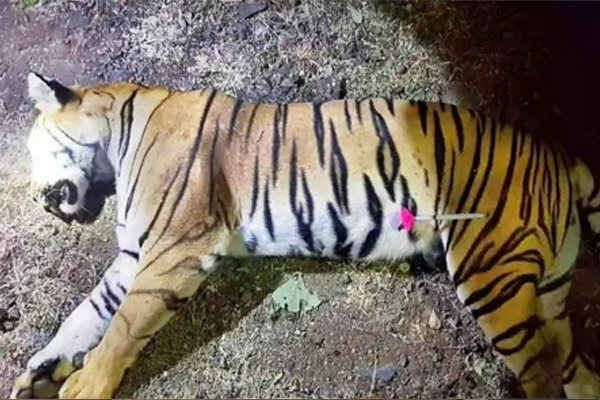 tigers died