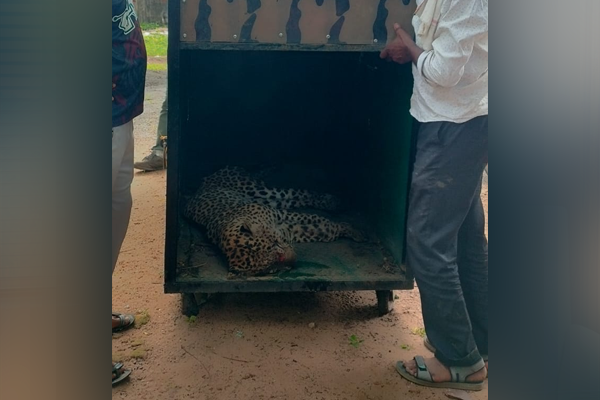 जेरबंद होताच बिबट जीवास मुकला