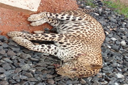 रेल्वेच्या धडकेत पुन्हा एका बिबट्याचा बळी