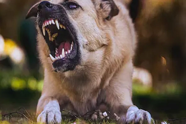 Dog bites over six thousand people