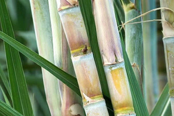 sugarcane crop hit by white pest in shembalpimpiri; farmers fear up to 50% production loss