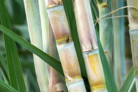 पांढऱ्या किडीचे संकट; उत्पादनात ५० टक्क्यांपर्यंत घट होण्याची भीती