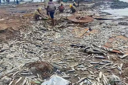 पुराचा कहर; सरकारकडून नागरिकांना मासे न खाण्याचा सल्ला