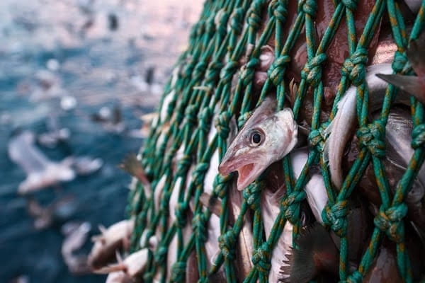fish