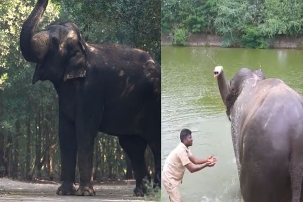 madhuri elephant return to nandani math faces setback as peta urges maharashtra government