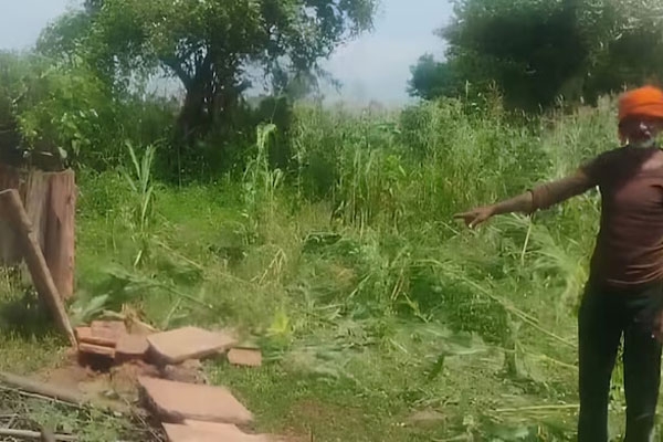 elephant terror in mirzapur villagers stay awake all night to protect homes and lives