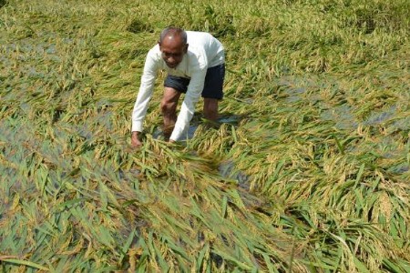 करपलेल्या पिकांचे थेट शेतात जाऊन सर्वेक्षण