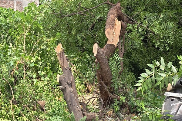 trees