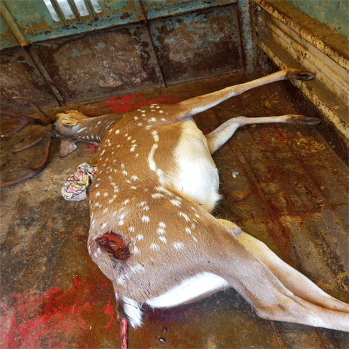 Chital killed Chital killed