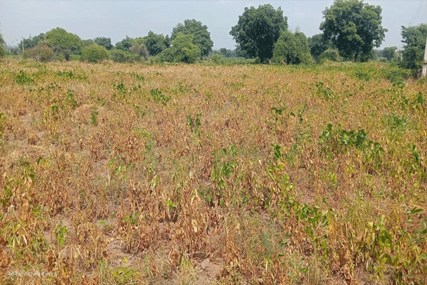 soybean crops scorch