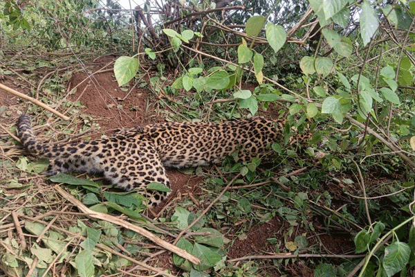 Leopard dies Leopard dies