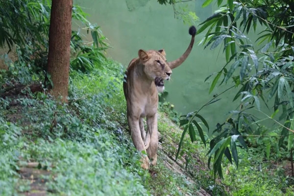 lioness maya first litter, baby lion death cause
