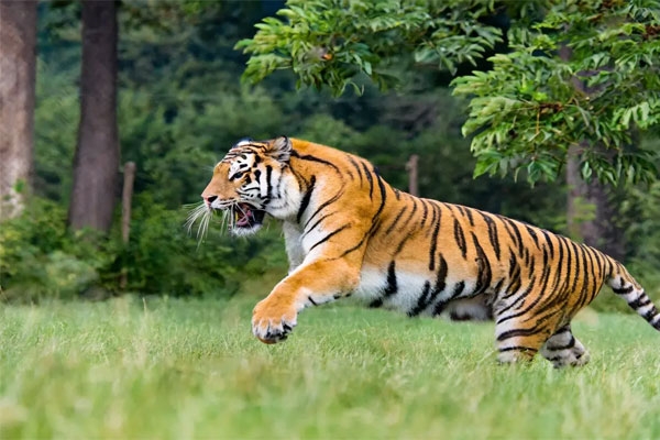 tiger attack