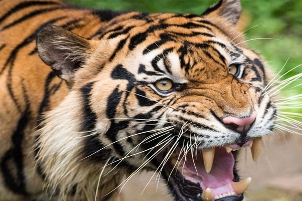 tiger