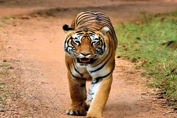 mumbai sgnp tiger tigress bijli dies at 18 after prolonged health issues