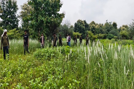 ‘त्या’ वाघिणीला जेरबंद करण्यासाठी वनमंत्र्यांची हिरवी झेंडी