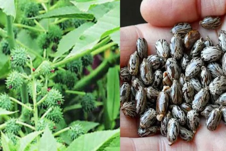 प्रसाद म्हणून एरंडाच्या बिया खाल्ल्याने १३ मुलांना विषबाधा