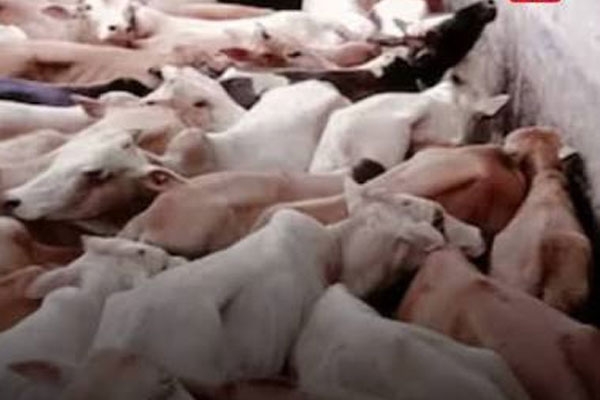 Raid on beef sale going on at home