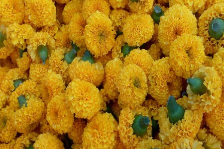 पाऊण एकरात झेंडूची शेती; अडीच लाखांचा निव्वळ नफा