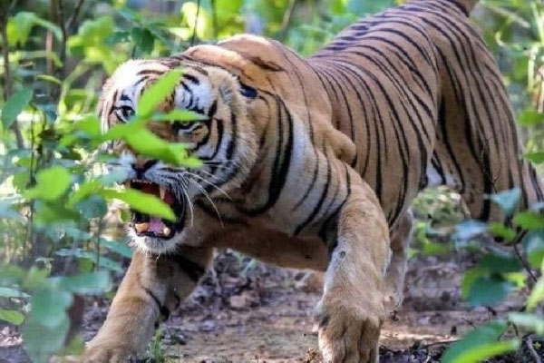 tiger attack 