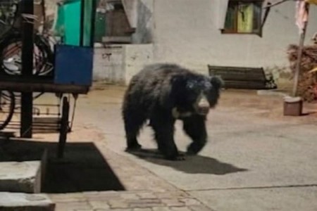 मूल शहरात दोन अस्वलांचा धुमाकूळ
