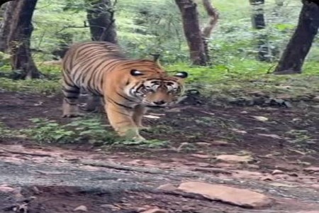 शिरपूर, धोंडगाव शिवारात वाघिणीचा मुक्त संचार