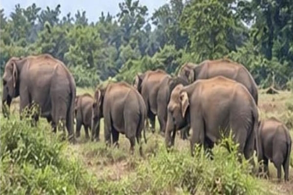 elephant