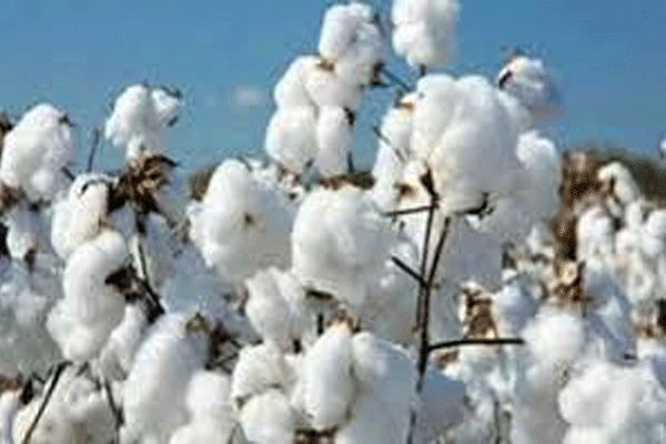 farmers-success-in-cotton-crop farmers-success-in-cotton-crop