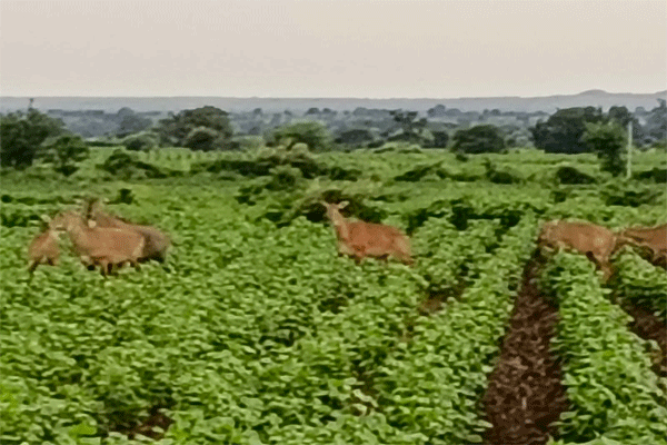four-herds-of-nilgai-in-600-hectares