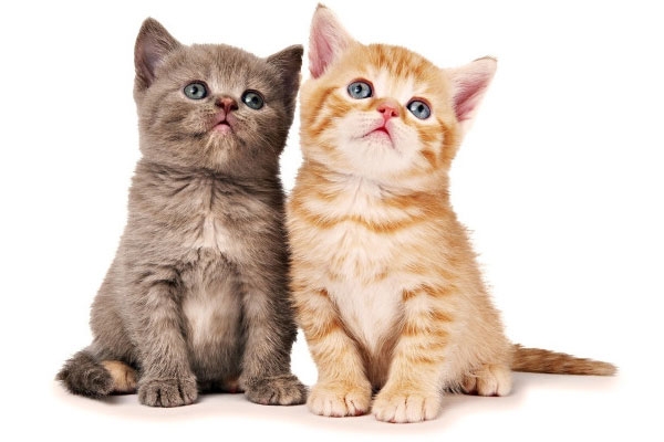 cat cancer research feline tumors show key similarities with human cancer