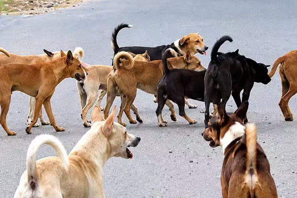 dog attack dog attack