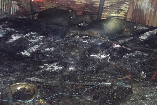 risod farm fire 3 cattle and agricultural equipment destroyed, farmer suffers rs 5 lakh loss