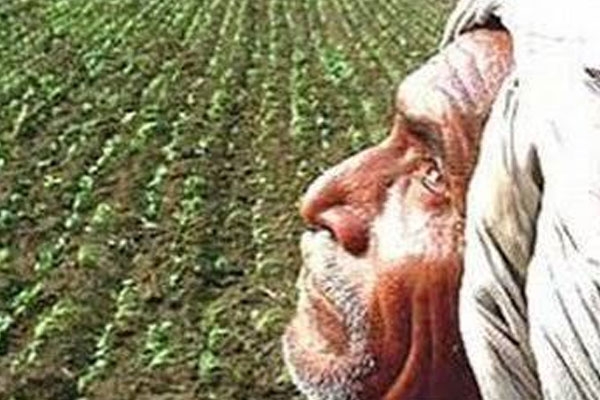 malegaon soybean farmers face double crisis as rain deficit and caterpillar infestation hit crops