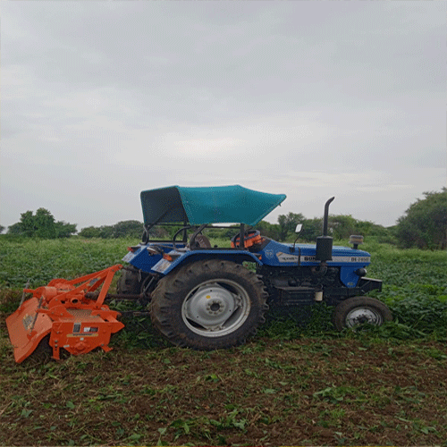 soybean
