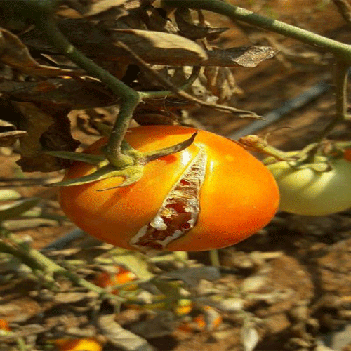 why do tomatoes crack why do tomatoes crack