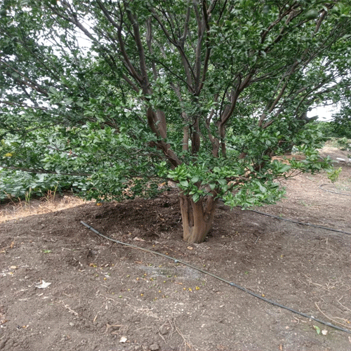 orange orchards