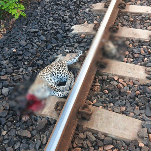 leopard dies
