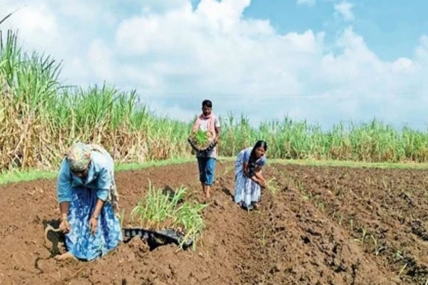 maharashtra weather september rain likely below average, marathwada farmers face drought concerns