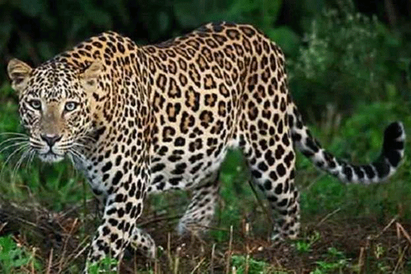 leopard-scare-on-the-highway 