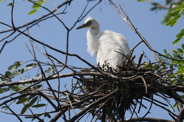 nests