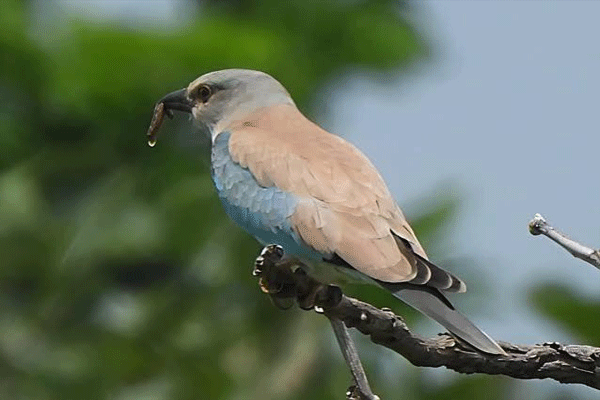 maharashtra maharashtra