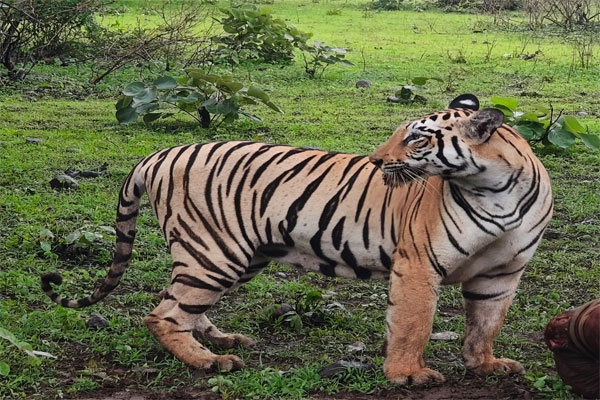 tiger missing