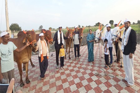 आ. संजय गायकवाड यांच्या कुटुंबाकडून सर्जा-राजाची खांदेमळणी व पूजन