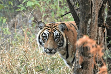 पोळ्याच्या पूर्वसंध्येला वाघाच्या हल्ल्यात शेतकऱ्याचा मृत्यू