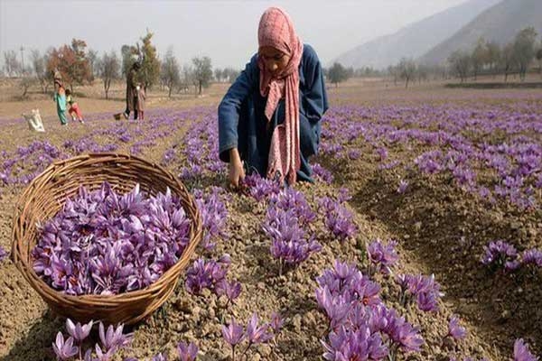 temperatures are also rising on saffron